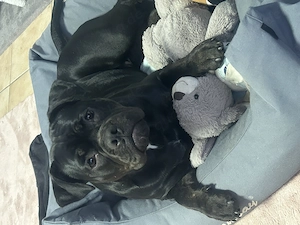 Old englisch Bulldogge sucht  ein schönes Zuhause 