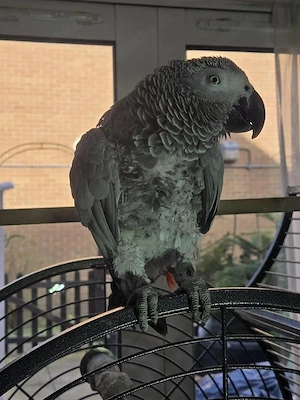 Weiblicher Graupapagei zur Adoption