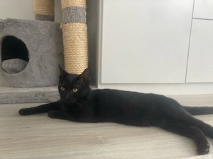 2 Katzen zu verkaufen