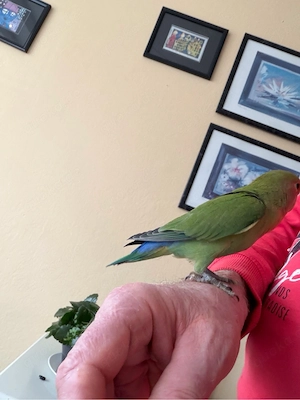 Unzertrennliche Pfirsichköpfchen Zahm