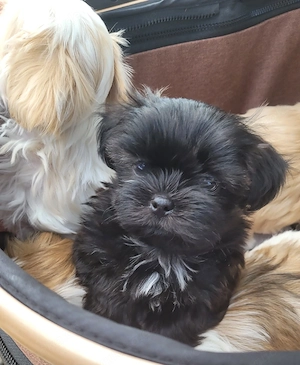Shih Tzu Welpen 