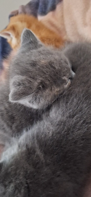 Bkh kitten ein Mädchen sucht noch ein zuhause 