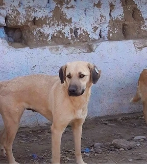 Mia braucht ein liebevolles Zuhause 