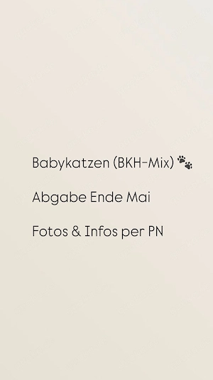BKH-Mix Babykatzen 