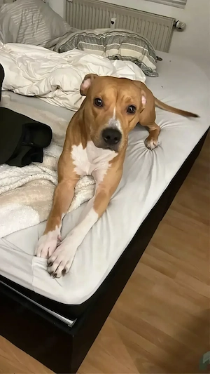 In liebevolle Hände abzugeben (Herra)