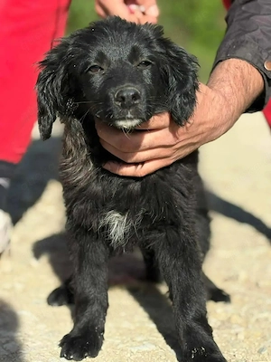 Welpe Hündin Mutter 18kg 53cm schwarz IN KROATIEN 