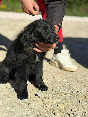 Welpe Hündin Mutter 18kg 53cm schwarz IN KROATIEN  Bild 8