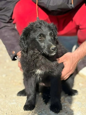 Welpe Hündin Mutter 18kg 53cm schwarz IN KROATIEN  Bild 2