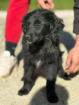 Welpe Hündin Mutter 18kg 53cm schwarz IN KROATIEN  Bild 7