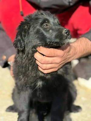 Welpe Hündin Mutter 18kg 53cm schwarz IN KROATIEN  Bild 3