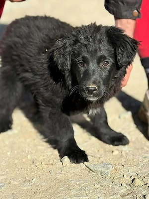 Welpe Hündin Mutter 18kg 53cm schwarz IN KROATIEN  Bild 4