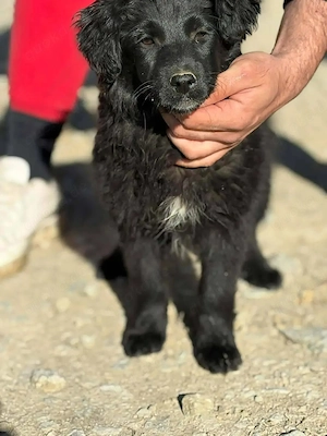 Welpe Hündin Mutter 18kg 53cm schwarz IN KROATIEN  Bild 5