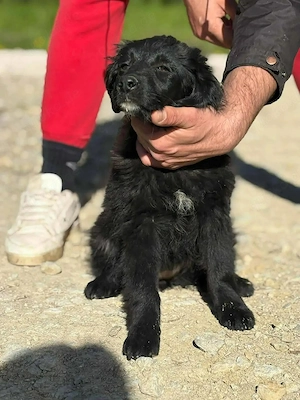 Welpe Hündin Mutter 18kg 53cm schwarz IN KROATIEN  Bild 9