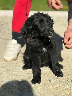 Welpe Hündin Mutter 18kg 53cm schwarz IN KROATIEN  Bild 6