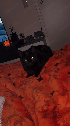 sehr schöner Brüder kater Bild 2