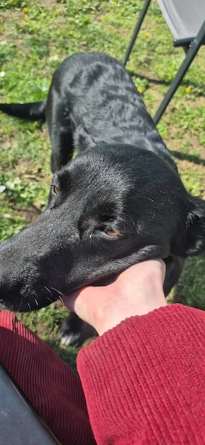 Schäferhund Mix Hündin 2j 18kg 52cm schwarz bundesweite ausreisebereit nach Adoption 