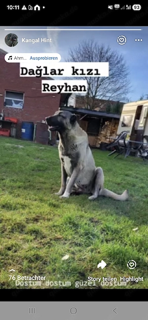 Kangal Hundin Bild 2