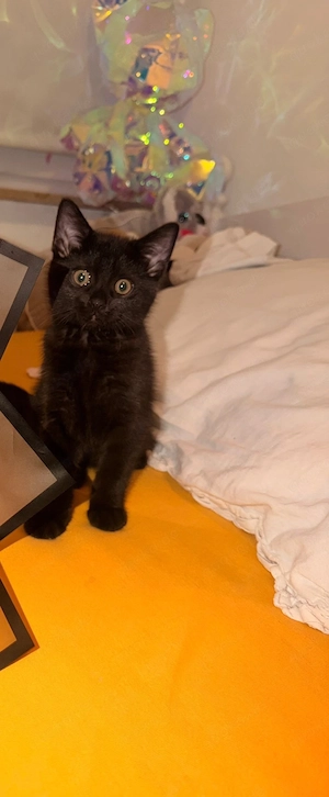 bkh kitten schwarz 