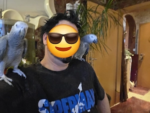 graupapagei Paar abzugeben oder im Tausch