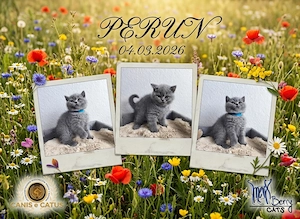 BKH-Bärchen aus Harsefeld suchen ihr Traumschloss!