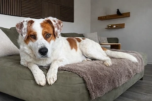 Peter sucht sein Zuhause