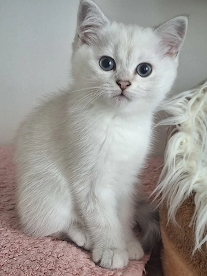 Britische Kitten mit himmelblau Augen