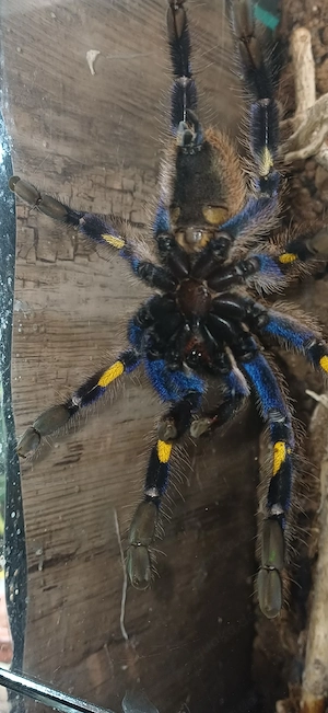 Poecilotheria metallica (Blaue Ornament-Vogelspinne)