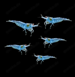 Blue Jelly Zwerggarnelen Garnelen Neocaridina davidi 