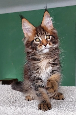 Bezaubernder, 3 Monate alter Maine-Coon-Kater sucht ein liebevolles Zuhause für immer.