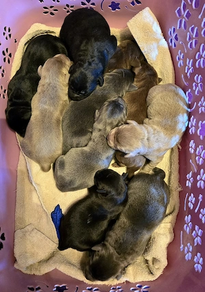 Labrador Welpen mit Ahnentafel- deutsche Zucht