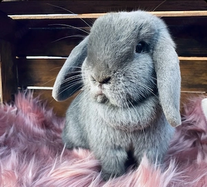 Zwerghase Miniloop Widder jung 