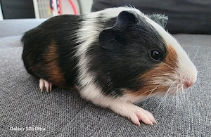 Meerschweinchen Bock 