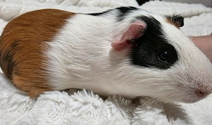 Meerschweinchen Bock