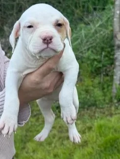 Rotnasen-weiße Bullterrier-Welpen