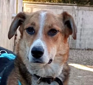 Goldige Alba sucht ihr eigenes Körbchen