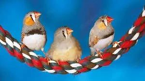 zebrafinken  zum  abgeben  