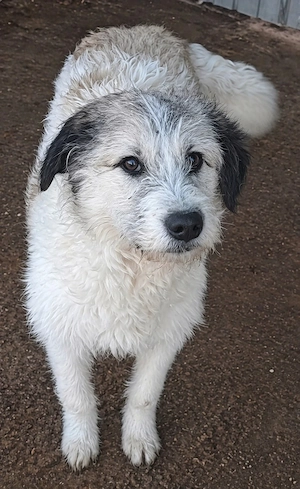 Anastasia - perfekte Anfängerhündin