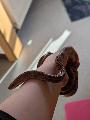 Kornnatter Pärchen abzugeben 