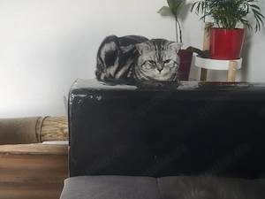 BKH Black Silver Classic Tabby sucht ein liebevolles Zuhause