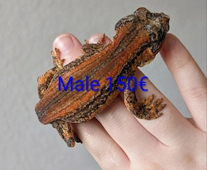 Gargoyle Höckerkopfgecko 