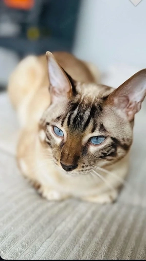 Junger Bengalkater abzugeben