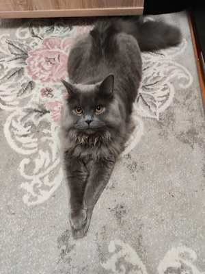 BLH Kitten sucht ein liebevolles Zuhause