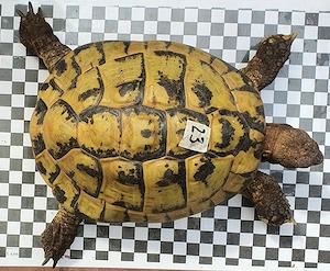 adulde Griechischer Landschildkröten