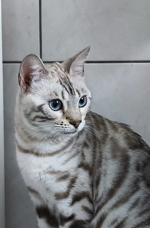 snow bengal katze 