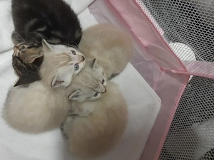 Sehr liebe Britisch Kurzhaar Babys in bluepoint