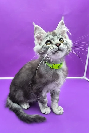 Bezaubernder, 3 Monate alter Maine-Coon-Kater sucht ein liebevolles Zuhause für immer.