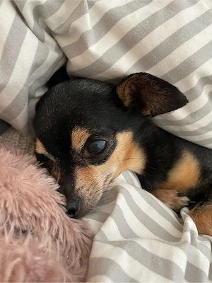 Suche Chihuahua Prager Rattler Mix  