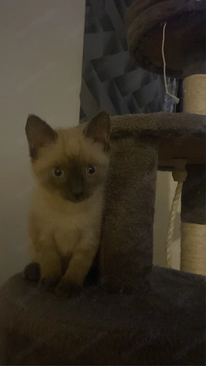 verkaufe meine babykatzen 