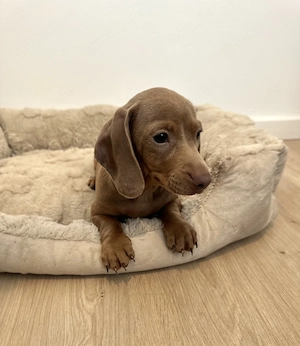 Zwergdackel in wunderschönen Farben