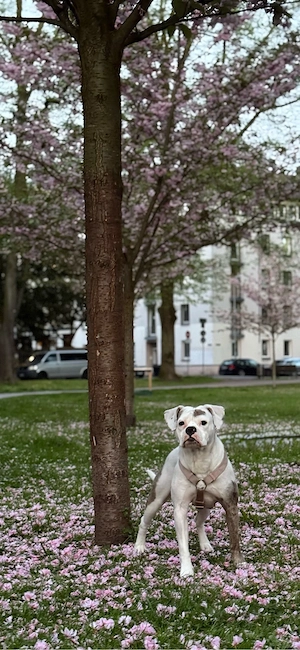 old english bulldog hündin oeb old englisch